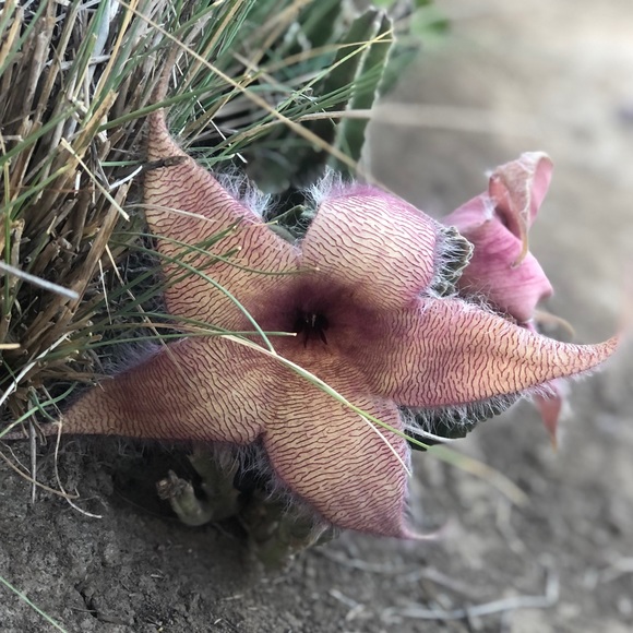 Meet your Posher - Picture 1 of 1